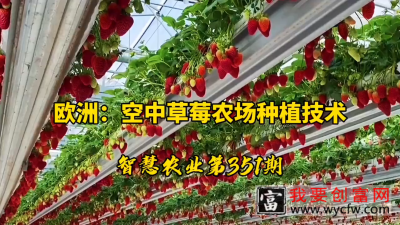 欧洲，空中草莓农场种植技术