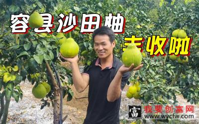 沙田柚丰收，去兄弟家学习种植技术，顺便带两包柚子回家尝尝鲜！
