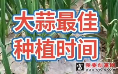 【三农知识】农业种植技术大蒜最佳种植时间