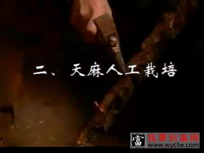 天麻的栽培种植技术天麻种植教程 高产天麻栽培技术