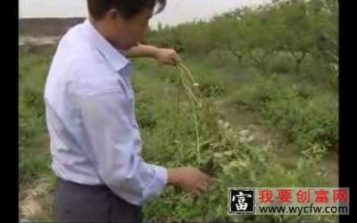 金银花栽培技术 如何栽培金银花教程 金银花种植技术