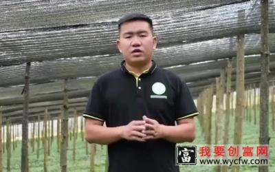 【新农人】重楼林下种植重楼的技术，关于种植技术和种植思维