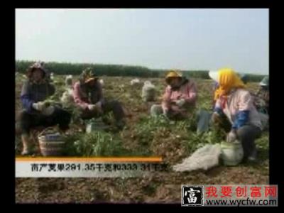 花生种植技术 花生种植一点通 如何栽培花生教程