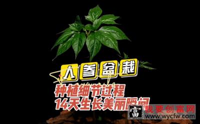 人参盆栽种植过程细节分享与14天生长美丽瞬间！#人参#人参盆栽#人参种植#人参种植技术