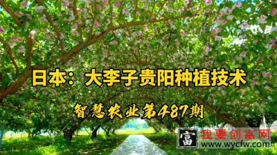 日本：超级大李子种植技术