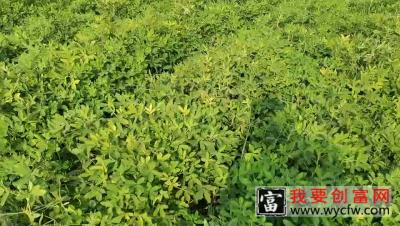 弘毅生态农场的“六不用”种植技术的花生