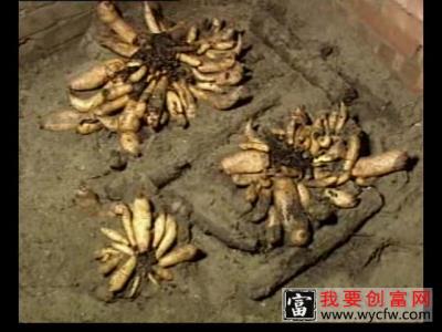 天麻种植技术 天麻种植收益 天麻高产栽培视频