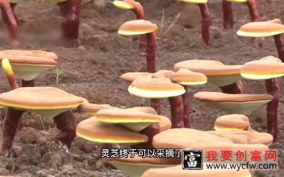 灵芝的现代化种植技术，日本更精细化，我国早已实现工业化大批量生产