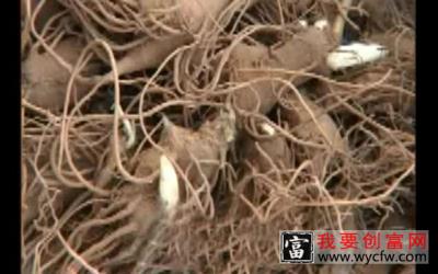 白术种植技术 白术种植一点通 如何栽培白术教程