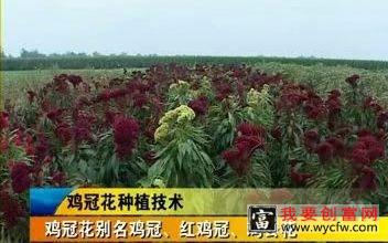 鸡冠花种植技术