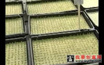 水培蔬菜种植技术 水培蔬菜种植最新教材 水培蔬菜种植技术视频