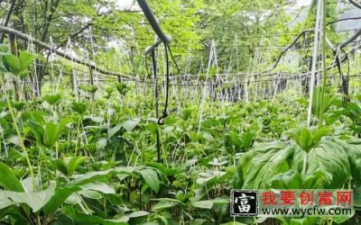 【农业种植技术】种植重楼的三大忌