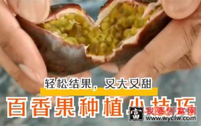 百香果种植小技术，养护多做“这一步”，15天发芽，当年就结果