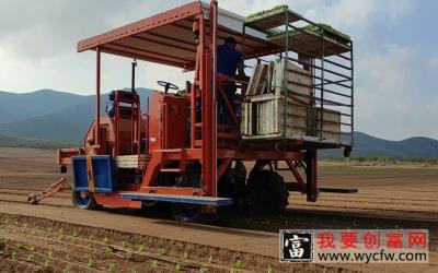 意大利白菜种植技术