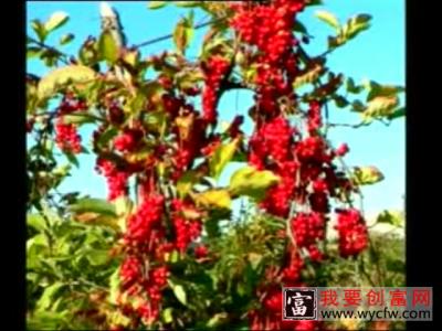 五味子的种植技术,如何种植五味子 五味子种植一点通