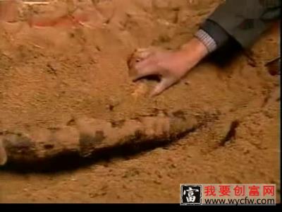 天麻种植技术视频（天麻种植收益）高产天麻栽培技术