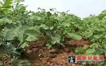 草决明种植技术