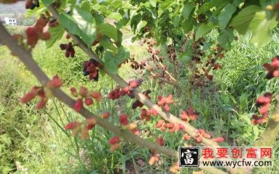 果桑种植技术视频（果桑种植收益）高产果桑栽培技术