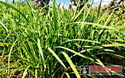 韭菜种植高产新技术，只需动手在地里丢一把，韭菜割完一茬结一茬