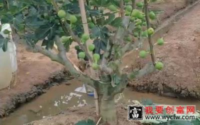 几十年种植经验老师傅分享管理无花果苗的种植技术.
