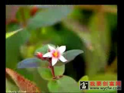 五味子种植技术视频（五味子种植收益）