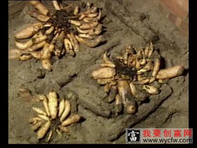 天麻种植技术 天麻种植一点通 如何栽培天麻教程