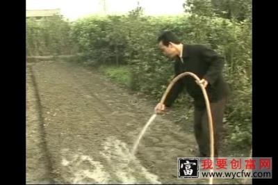 桂花种植技术 桂花种植一点通 如何栽培桂花教程