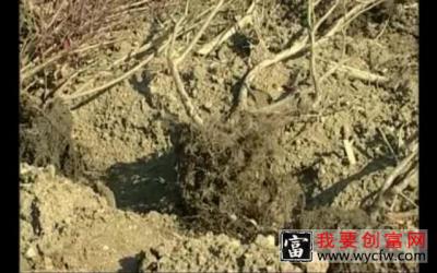 蓝梅种植技术 专业科学种植管理技术及病虫害防治图说