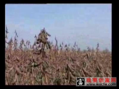 大豆的栽培种植技术大豆种植教程 高产大豆栽培技术