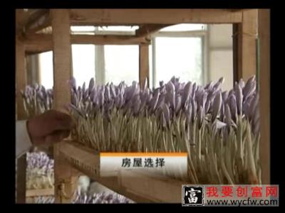 西红花种植技术 西红花种植一点通 如何栽培西红花教程