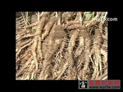 党参的栽培种植技术 如何栽培党参教程 疾病防治