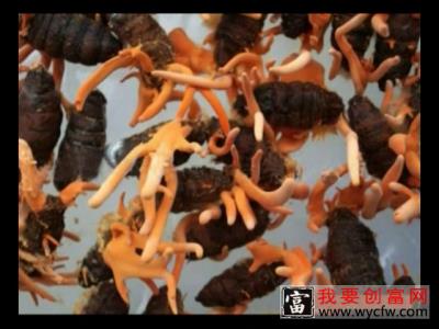 虫草的栽培种植技术虫草栽培技术