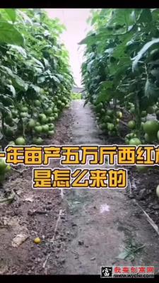 沙培番茄高产种植技术