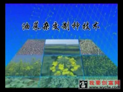 油菜种植技术视频 油菜种植技术  栽培管理 苗间管理