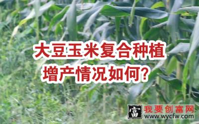 号外：秋粮上市，全国推广的玉米大豆复合种植技术究竟产量如何？仅供参考！！