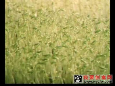 蔬菜无土种植技术 专业科学种植管理技术及病虫害防治图说  蔬菜无土种植