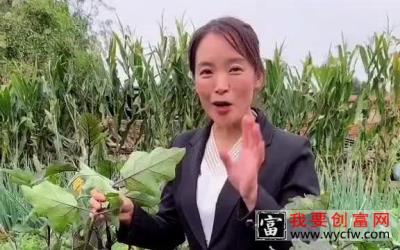 农业新科技 农业技术 种植 丰收在望服务三农 农业小知识 种植技巧 家庭蔬菜种植妙招