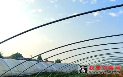 白菜种植技术全程展示，做好这4步，出苗全长得快，农民详细讲解