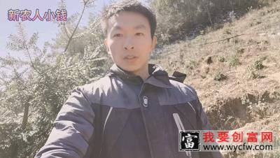 一个小小的种植技术，可以让果树增产几倍，那是什么技术呢，小钱告诉你