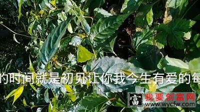 五味子种植技术条件