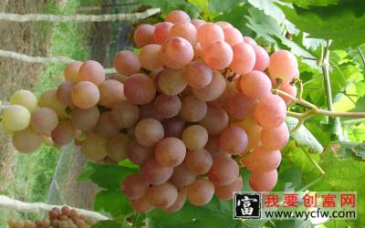 提子种植技术教程书籍  提子温室栽培技术  提子高效栽培关键技术大全书籍