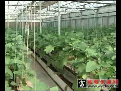 蔬菜无土栽培种植技术 品种选择及介结 蔬菜无土栽培管理技术要点及丰收关键