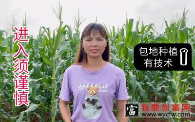 包地种植有技术，进入需谨慎；否则种植容易出现收益风险！