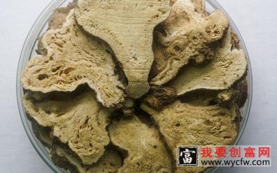 白术种植技术 白术种植一点通 如何栽培白术教程