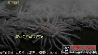 蚧壳虫消灭介壳虫的种植技术教学——爱华植保
