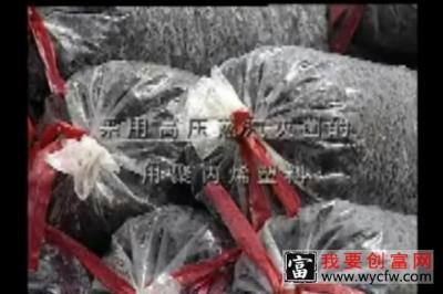 金针菇的栽培种植技术 如何栽培金针菇教程 疾病防治