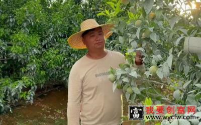 种植091技术管理要做好柑橘种植技术