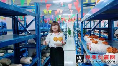 种它简单，生长周期短不需要施肥，一个月时间即可见成效#金耳菌种植 #三农  #农业种植 #金耳菌种植技术 #助农