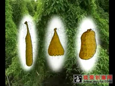 山药种植技术 山药种植一点通 如何栽培山药教程