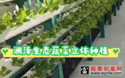 #蔬菜立体种植技术#无土栽培蔬菜技术#承接无土栽培蔬菜项目施工设计#无土种植蔬菜技术#亲子种菜共同体验自然乐趣